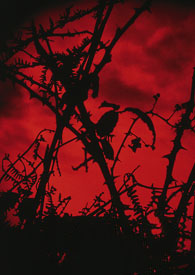 ʬ��С�����