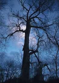 ֻ���㲻֪���ĺڷ������