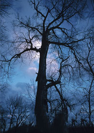 ��Ѫ�����ճ��������